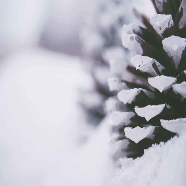 close-up-photography-of-snow-covered-pine-cone-1647254