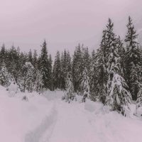 snow-covered-trees-1297692